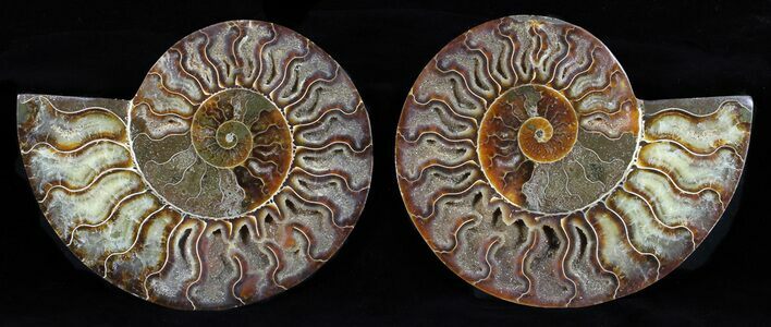 Cut & Polished Ammonite Fossil - Agatized #58716